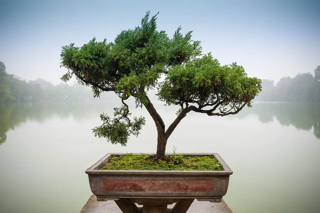 Монахи-трапписты, выращивающие деревья бонсай. Только в Грузии