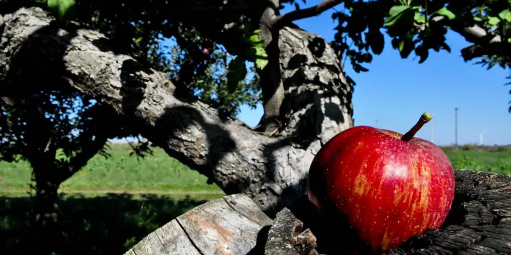 Как каламбур Святого Иеронима'с сделал яблоко «запретным плодом»