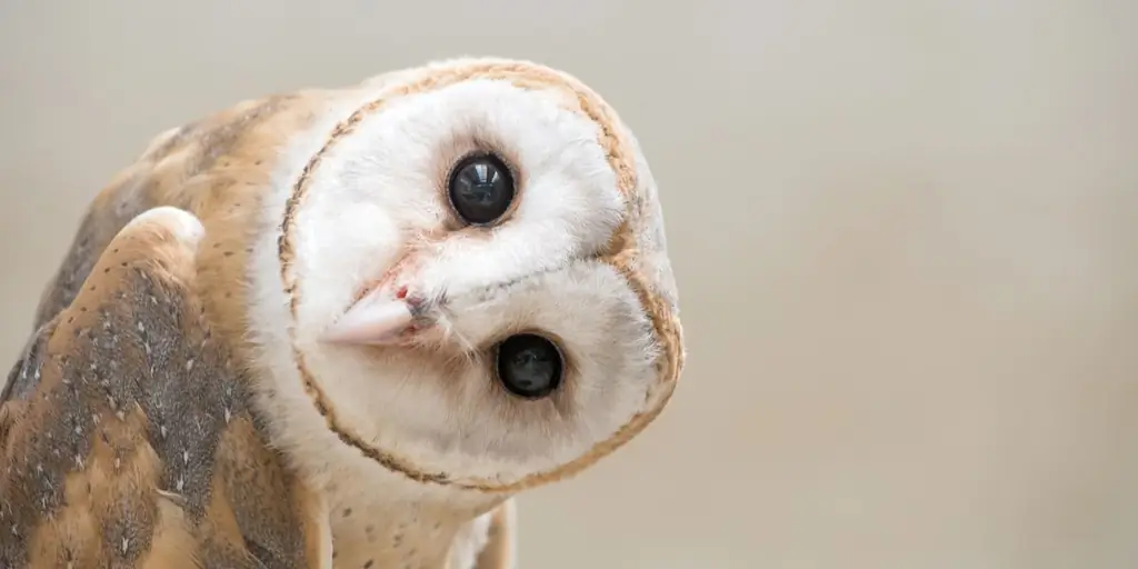 Даст ли один этот вопрос ключ к полноценной молитвенной жизни?