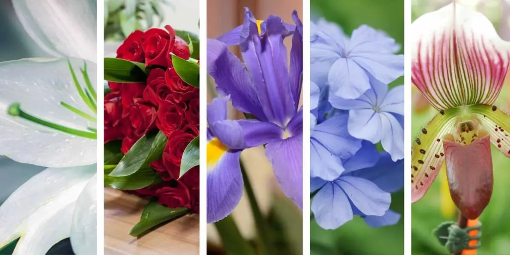 5 Цветы, связанные с Девой Марией