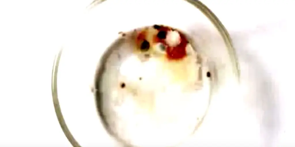 ЕВХАРИСТИЧЕСКОЕ ЧУДО БУЭНОС-АЙРЕС