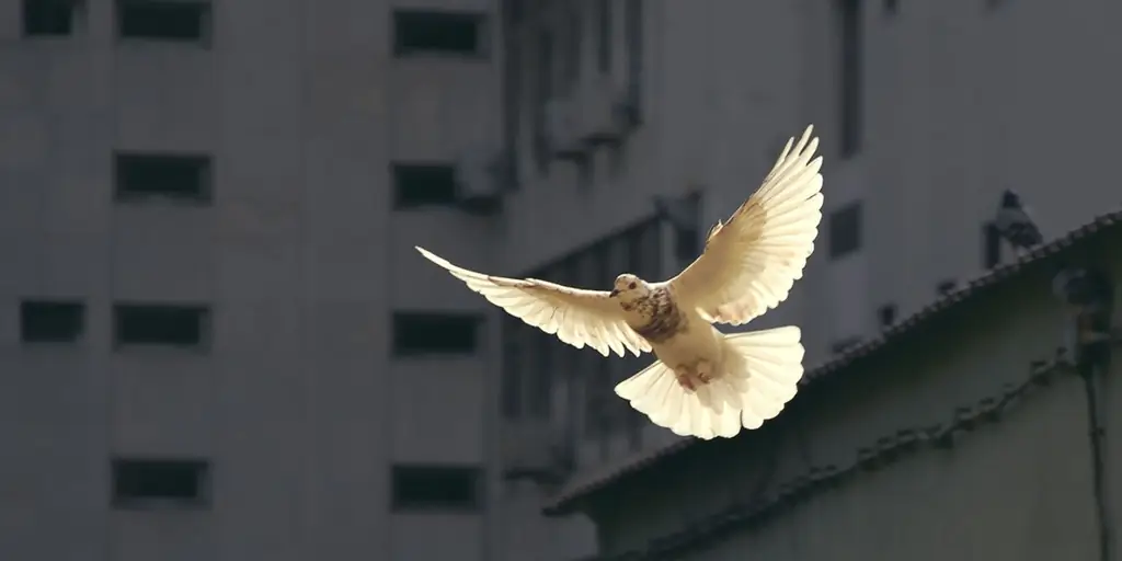 9 Действия для Новенны Пятидесятницы: начало пятницы