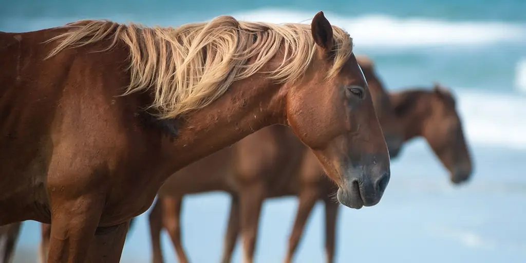 Эксклюзивные фото: Легенда о диких лошадях Короллы