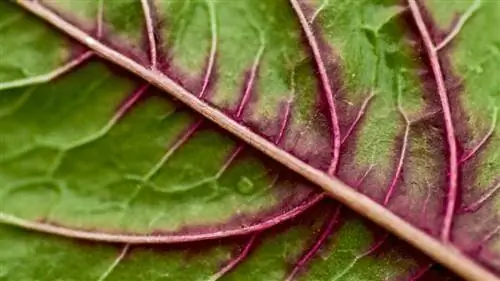 6 аппетитных рецептов шпината, которые нельзя пропустить