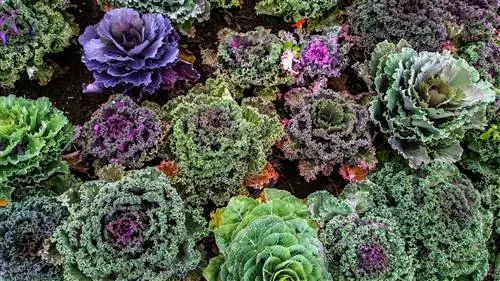 8 преимуществ капусты, которые вас удивят (+полезные рецепты)