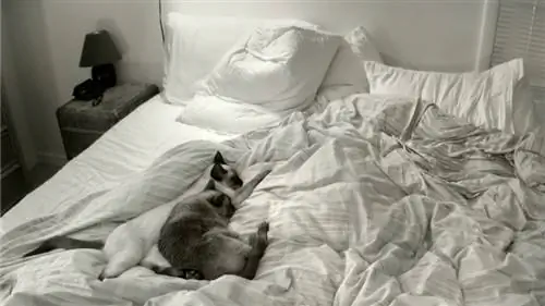 Не можете заснуть или не спать? 6 продуктов, которые изменят вашу жизнь