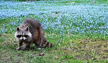 Ночная работа для енотов, а не для вас