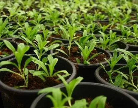 Как упростить полив сада