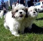 Чему домашние животные действительно могут научить нас, людей