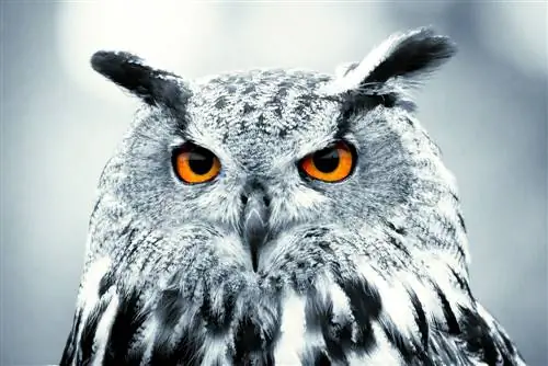 6 способов воспитать в себе внутреннего мудреца