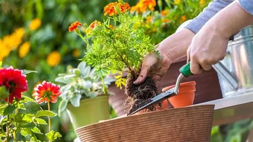 Органические решения для борьбы с вредителями в саду