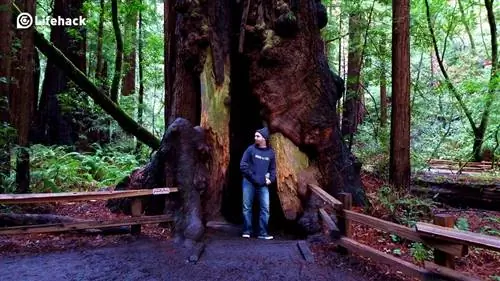 6 советов по созданию идеального удаленного офиса