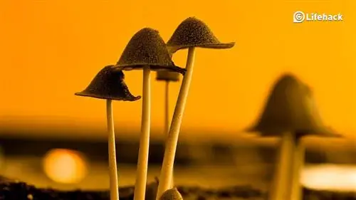 Топ-10 ядов мотивации