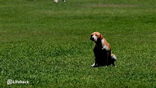8 причин, почему вы должны писать в своем саду