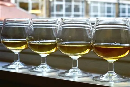 10 лучших рецептов медовухи