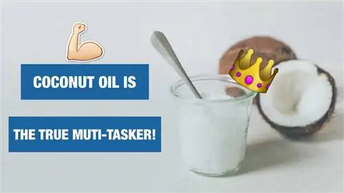 Как напитать волосы кокосовым маслом