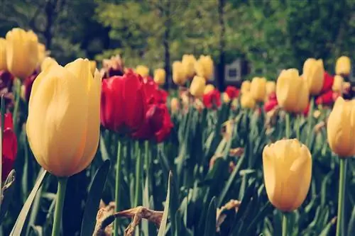 7 советов для прекрасной и увлекательной жизни от самой Элеоноры Рузвельт