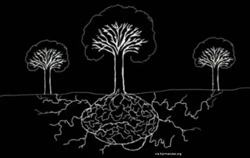 Как подражать гению жизни: введение в биомимикрию