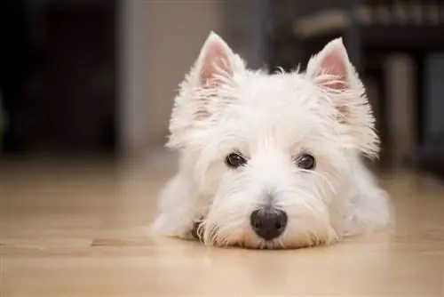 20 причин, по которым вы никогда не будете продуктивны