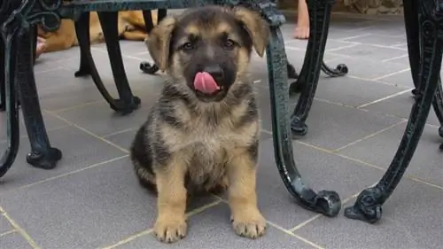 17 преимуществ наличия животного в качестве вашего лучшего друга