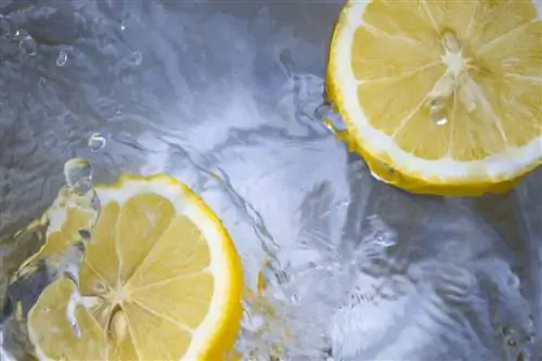 Можете ли вы провести детоксикацию организма, чтобы похудеть?