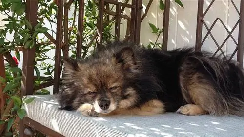 10 ценных жизненных уроков, которые я выучил у своей собаки