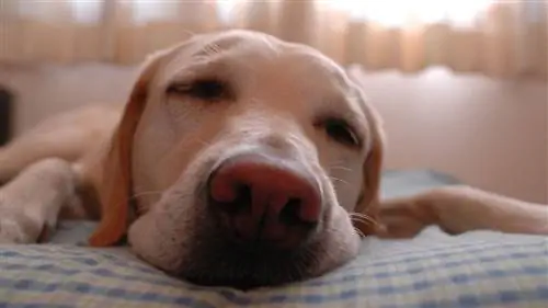 Если вы сделаете эти 10 вещей, ваш сон улучшится, и это подтверждено наукой