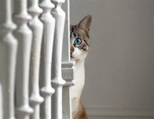 20 вещей, которые поймут только люди-кошки