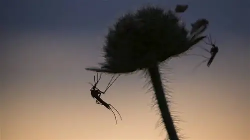 6 жизненных уроков, которым вас может научить комар