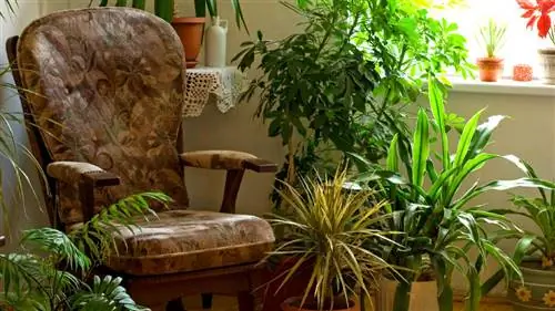 14 способов избежать и справиться с вредителями комнатных растений