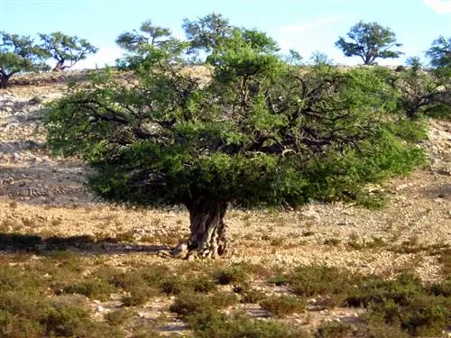 10 удивительных преимуществ арганового масла, о которых вы не знали
