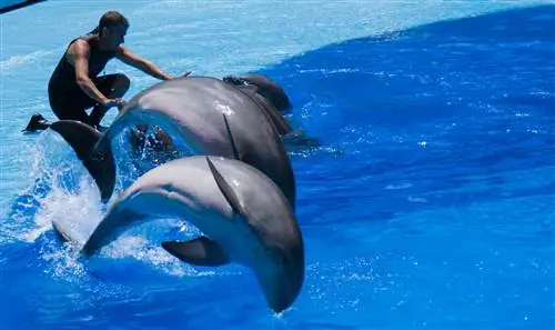 Почему дельфины становятся лучшими друзьями