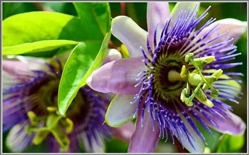 Натуральные средства от беспокойства и стресса