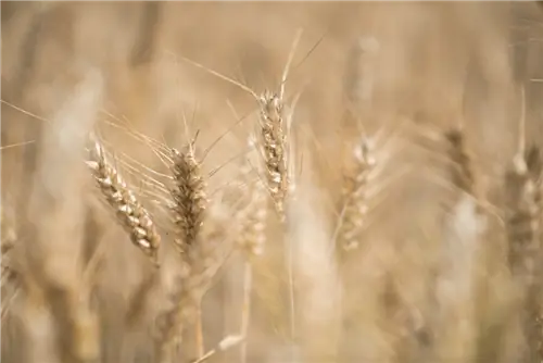 Вот почему вам стоит попробовать безглютеновую диету