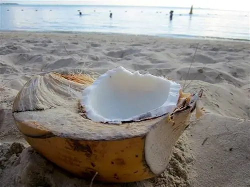 Как вкусное кокосовое молоко может улучшить ваше здоровье