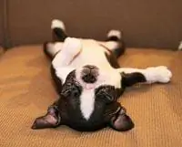 сон, домашнее животное спит