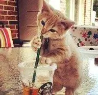 мечтать как кошка