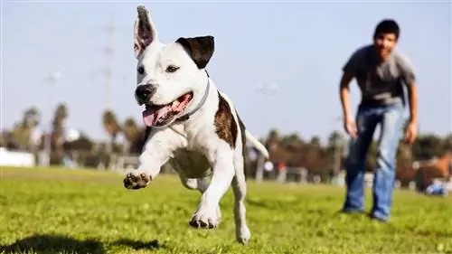 Осознание проблемы веса вашей собаки может помочь вам решить вашу