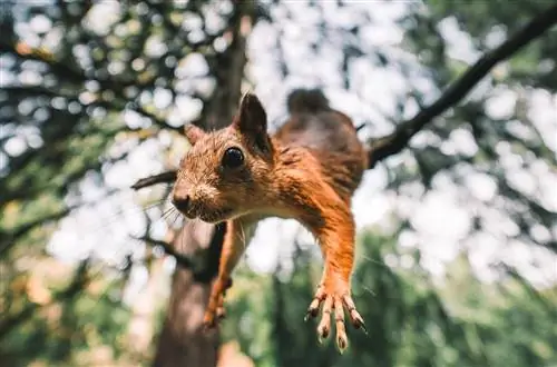 Беличий паркур: как прыгающие белки могут вдохновить более проворных роботов