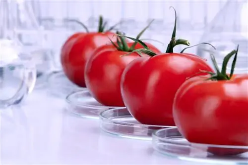 Аргумент в пользу генетически модифицированных продуктов