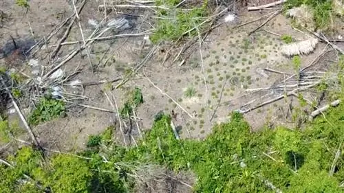 Редкое видео с беспилотника, на котором запечатлены неконтактные амазонцы