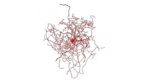 Ученые открыли новый вид нейронов, который может быть уникальным для человека
