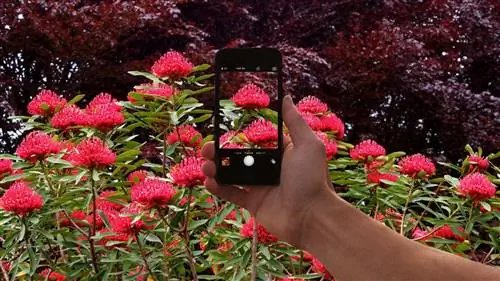 Теперь вы можете «шазамировать» растения и животных с помощью телефона