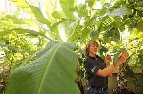 Наносенсор может оповещать смартфон, когда растения испытывают стресс