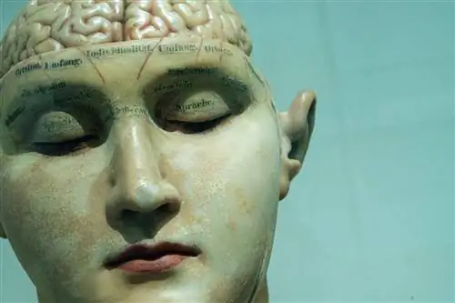 Нейробиологи находят клетки памяти, которые помогают нам интерпретировать новые ситуации