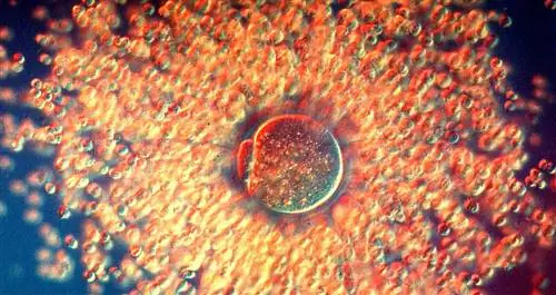 Рост организма движется по волнообразной схеме