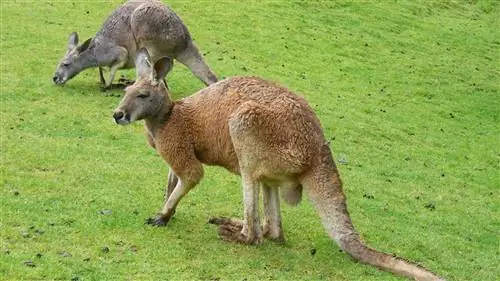 Что убило динозавров, привело к вымиранию двоюродного брата кенгуру