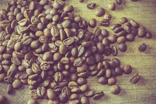 Миллион лет эволюции растений в вашем утреннем кофе: ученые разгадывают тайны кофеина