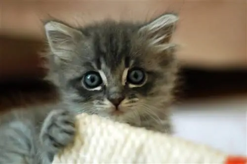 Научная причина, по которой вы хотите сжимать милые вещи