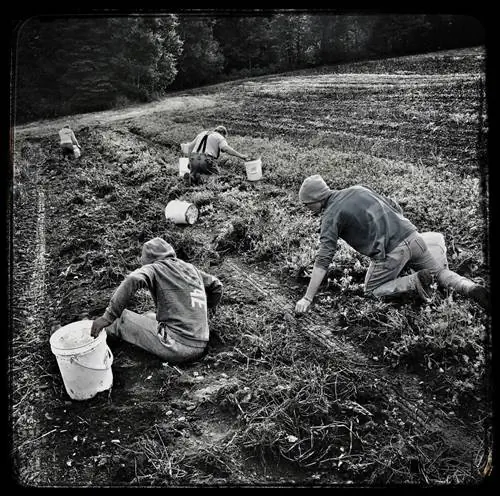 Органическое земледелие «намного хуже» для климата, чем традиционное производство продуктов питания, говорят исследователи